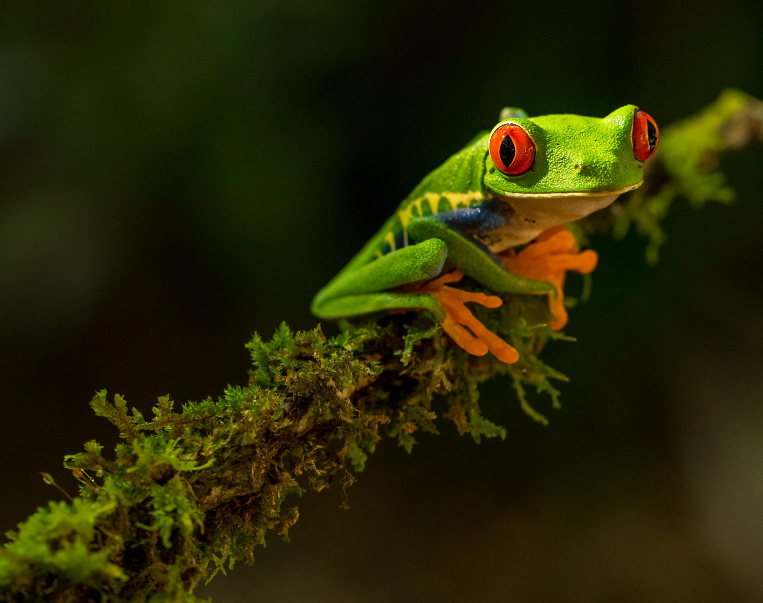 Kostarykańska żabka